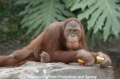 Orang-Utan 1.jpg