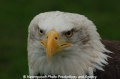 Seeadler 805-17.jpg