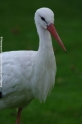 Storch 905-04.jpg