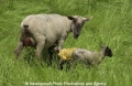 Schafe-Geburt 7600-01.jpg