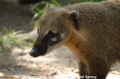 Lemuren 905-02.jpg