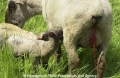 Schafe-Geburt 7600-07.jpg