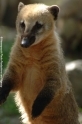 Lemuren 905-04.jpg