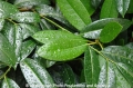 Rhododendonblaetter 090705-4.jpg