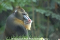 Mandrill 5.jpg