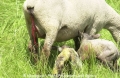 Schafe-Geburt 7600-02.jpg