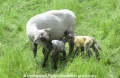 Schafe-Geburt 7600-15.jpg