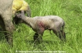 Schafe-Geburt 7600-12.jpg