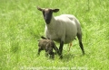 Schafe-Geburt 7600-10.jpg