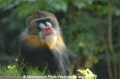 Mandrill 8.jpg