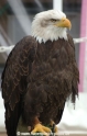 Seeadler 805-01.jpg