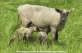 Schafe-Geburt 7600-04.jpg