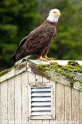 Weisskopfseeadler OA-27809-1.jpg