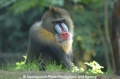 Mandrill 6.jpg