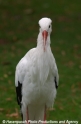 Storch 905-01.jpg