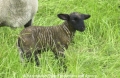 Schafe-Geburt 7600-16.jpg