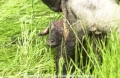 Schafe-Geburt 7600-08.jpg