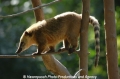 Lemuren 905-05.jpg