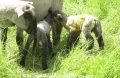 Schafe-Geburt 7600-13.jpg