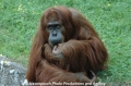 Orang-Utan 100807-01.jpg