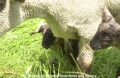Schafe-Geburt 7600-11.jpg