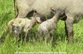 Schafe-Geburt 7600-05.jpg
