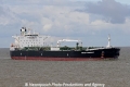 British Cormorant JG-010910-01.jpg
