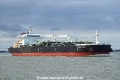 Golden Daisy (LW-210726-01).jpg