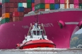 ZP Bulldog 261018-03.jpg