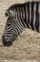 Zebra.jpg