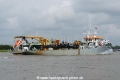 Charlock (OK-200816-2).jpg