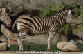 Zebra 905-7.jpg