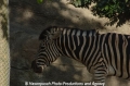 Zebra 905-4.jpg