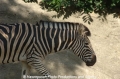 Zebra 905-2.jpg