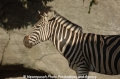 Zebra 905-5.jpg