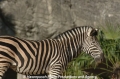 Zebra 905-8.jpg