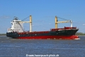 Helianthus KH-270421-3.jpg