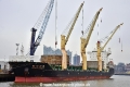 Huanghai Struggler (KB-D250123-03).jpg