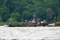 Orca 230517.jpg