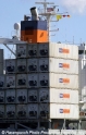 P&O Nedlloyd Container 6403.jpg