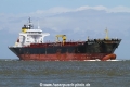Seamullet (MM-120610-2).jpg