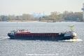 Regulus 311013.jpg