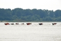 Greenpeace-Konvoi 070717-01.jpg