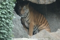Tiger 100807.jpg