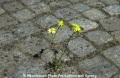 Blume auf Asphalt.jpg