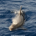 Delphin Kona-Hawaii 41213-09.jpg