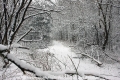 Winter im Wald OA-24308-1.jpg