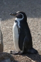 Pinguin 905-1.jpg