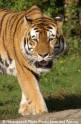 Tiger 903-5.jpg
