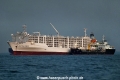 Cattle Force OS-111022-06.jpg